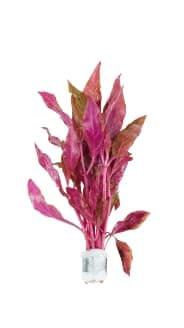 Live Aquarium Plants Variety Pack – Nursery’s Choice Easy Beginner 6-Bundle Package | Freshwater Tank Starter Kit, Hardy Low-Light Aquatic Plants thumbnail 5