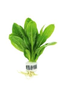 Live Aquarium Plants Variety Pack – Nursery’s Choice Easy Beginner 6-Bundle Package | Freshwater Tank Starter Kit, Hardy Low-Light Aquatic Plants thumbnail 7