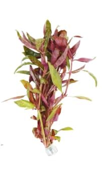 Live Aquarium Plants Variety Pack – Nursery’s Choice Easy Beginner 6-Bundle Package | Freshwater Tank Starter Kit, Hardy Low-Light Aquatic Plants thumbnail 2