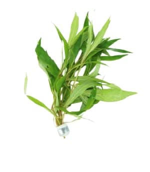 Live Aquarium Plants Variety Pack – Nursery’s Choice Easy Beginner 6-Bundle Package | Freshwater Tank Starter Kit, Hardy Low-Light Aquatic Plants thumbnail 6