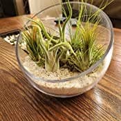 WGVI Clear Slant Cut Bowl Glass Vase, Glass Terrarium, Candy Dish, Glassware, Slant Open: 7". Height: 6" x 2.7". Base: 4" (1 Piece) thumbnail 8