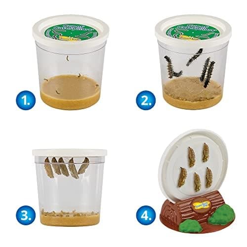 Insect Lore Butterfly Farm™  thumbnail 5