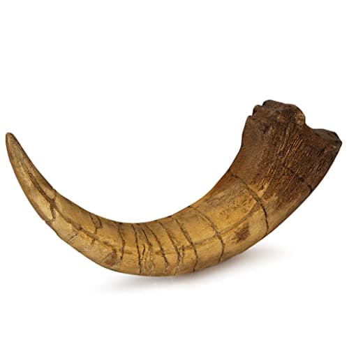 Fossilized Teeth and Claws of Various Prehistoric Dinosaurs, Megalodon Shark Teeth, and High-Fidelity Replicas (Megaraptor Claw) - Image 1