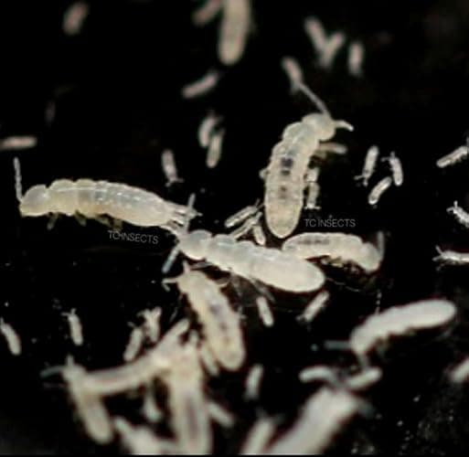 TC INSECTS Live Springtail (Temperate) Culture - 8oz thumbnail 2