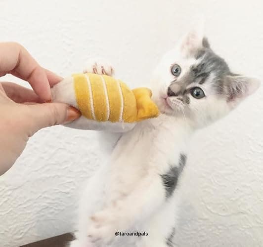munchiecat Premium Organic Catnip Sushi Toy (1-pc) for Cats, Kittens - USA Made Durable Design for Pouncing, Batting and Play thumbnail 4