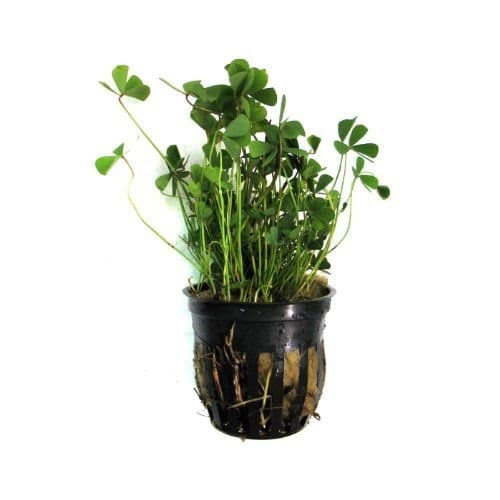 Foreground Potted Live Aquarium Plants | Freshwater Aquatic Plants for Aquariums (Potted Dwarf Cloverleaf) - Image 1