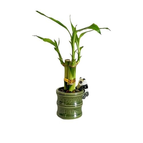 Coop & Harp Small Lucky Bamboo Live Indoor Plant with Ceramic Vase, Live Indoor Lucky Bamboo for Home, Office and Gift (2PK Panda) thumbnail 6