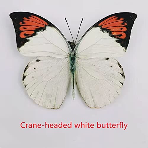 BigBigMe 10Pcs Natural Unmounted Rhopalocera/Le Papillon/Butterfly Specimen Artwork Material Decor, Taxidermy Animals for Kids Family thumbnail 6