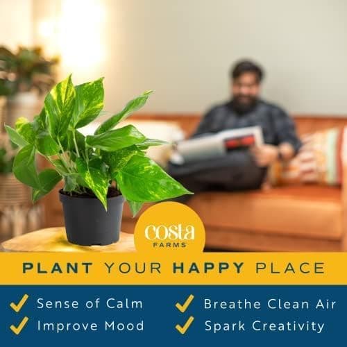 Costa Farms Golden Pothos Live Plant, Easy Care Indoor House Plant in Grower's Pot, Potting Soil, Great for Outdoor Hanging Planter or Basket, Housewarming Gift, Desk Decor, Room Decor, 10-Inches Tall thumbnail 5
