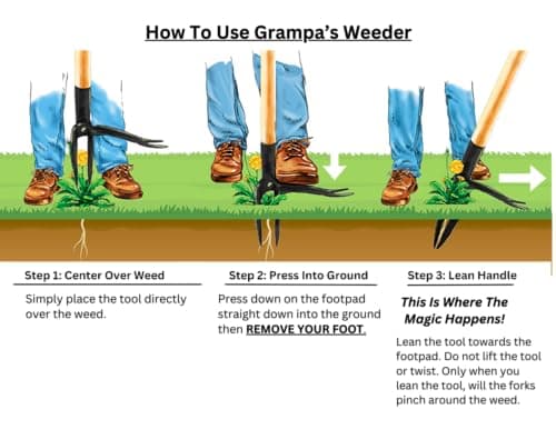 Grampa's Weeder - The Original Stand Up Weed Puller Tool with Long Handle - Made with Real Bamboo & 4-Claw Steel Head Design - Easily Remove Weeds Without Bending, Pulling, or Kneeling. thumbnail 6