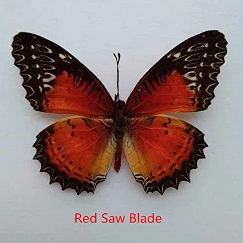BigBigMe 10Pcs Natural Unmounted Rhopalocera/Le Papillon/Butterfly Specimen Artwork Material Decor, Taxidermy Animals for Kids Family thumbnail 4