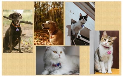 Pet ID Tag, Glitter Paw Bling, Cat ID Tag, Dog ID Tag, Custom Engraved, Dog Name Tag, Cat Name Tag, Dog Tags Personalized, Cat Tags Personalized, Pet Tag Personalized thumbnail 3