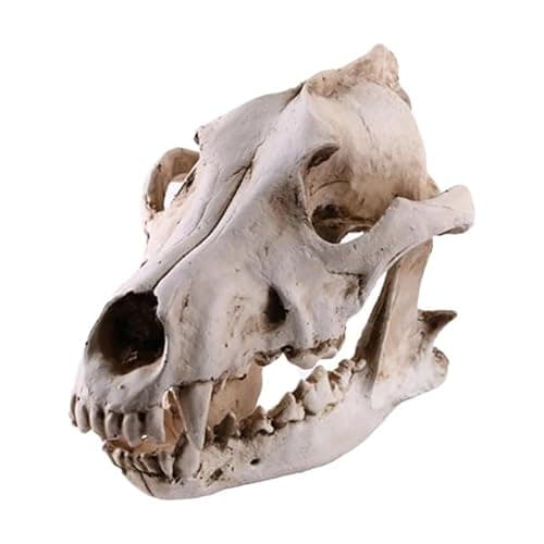 Resin Wolf Skull Wolf Skull Model Decoration Craft Film Props Collection Crafts Home Decoration Garden Decoration - Image 1