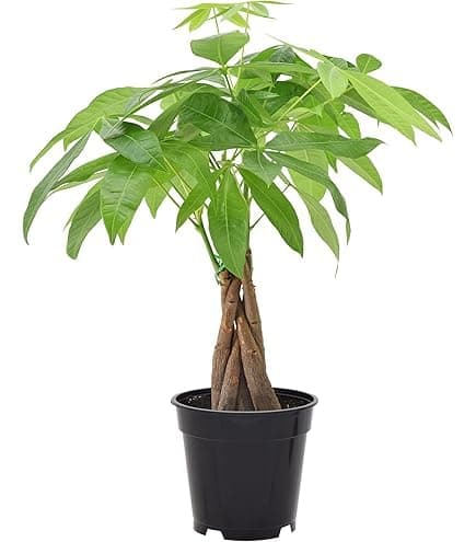 Money Tree Pachira Aquatica, Live Indoor Houseplant, 4-inch Pot, Braided Trunk - Image 1