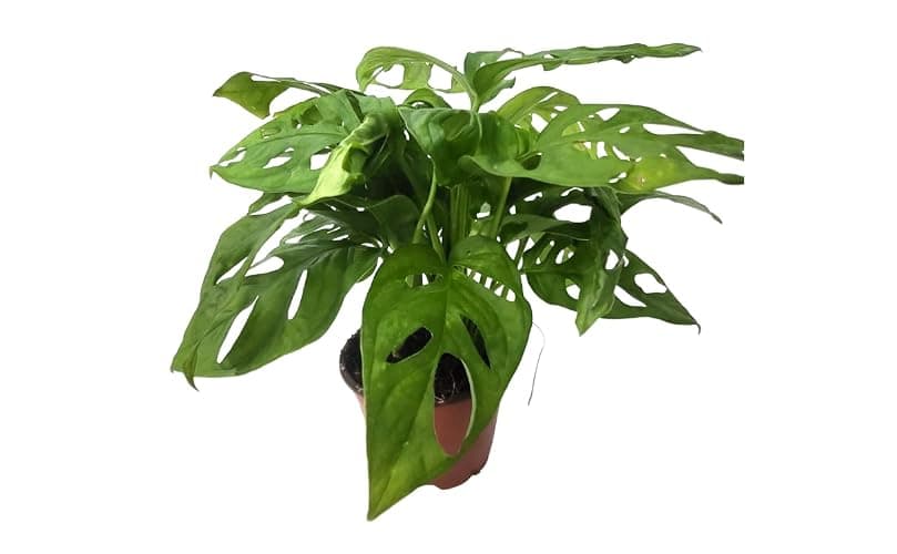 CoollectivePlants Monstera Swiss Cheese – Live Monstera Plant in 4″ Grower’s Pot, Easy Care Indoor House Plants Live and Low Maintenance Indoor Plant - Image 1