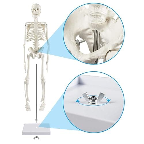 breesky Human Skeleton Model for Anatomy: 17” Human Skeleton Model with Movable Arms and Legs - Scientific Model for Study and Display - 17” Human Skeleton Model thumbnail 3