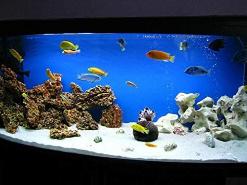 TM Aquatix Aquarium Sand Natural Substrate For All Types Fish Tanks (1kg, Snow White Dolomite) thumbnail 3