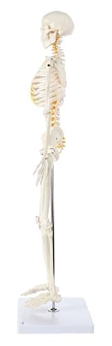Axis Scientific Mini Human Skeleton Model with Metal Stand, 31" Tall with Removable Arms and Legs, Easy to Assemble, Includes Detailed Product Manual for Study thumbnail 9
