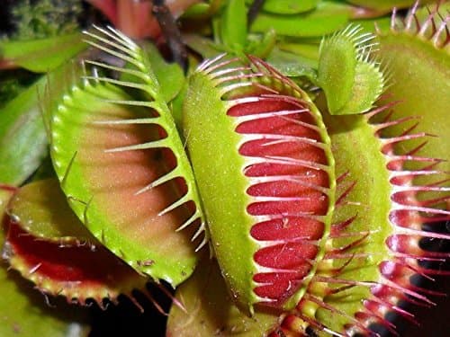 Perfect Plants Venus Fly Trap Plant in a 9cm Pot. Fascinating Fly Eating Carnivorous Plants thumbnail 7