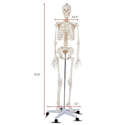 Giantex Life Size 70.8" Human Anatomical Anatomy Skeleton Medical Model + Stand thumbnail 3