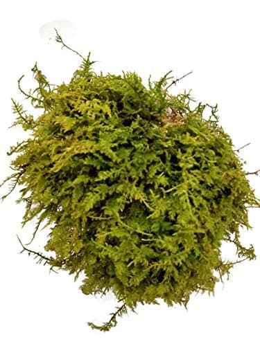 Tin Roof Treasure Live Terrarium Moss Assortment thumbnail 5