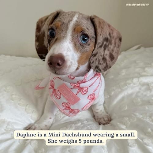 Lucy & Co. Ballet Bows Bandana - Durable Comfortable Dog Bandana - Machine Washable - Designer Puppy Accessory - Small White & Pink Bows thumbnail 6