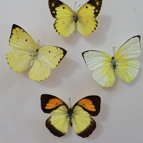 BigBigMe 10Pcs Natural Unmounted Rhopalocera/Le Papillon/Butterfly Specimen Artwork Material Decor, Taxidermy Animals for Kids Family thumbnail 8