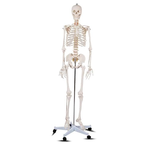 Giantex Life Size 70.8" Human Anatomical Anatomy Skeleton Medical Model + Stand - Image 1