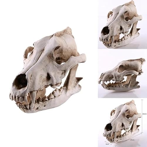 Resin Wolf Skull Wolf Skull Model Decoration Craft Film Props Collection Crafts Home Decoration Garden Decoration thumbnail 5