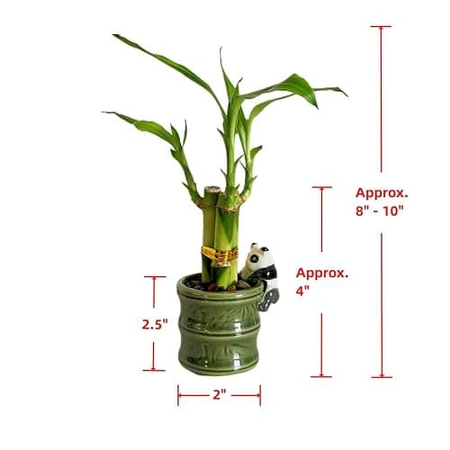 Coop & Harp Small Lucky Bamboo Live Indoor Plant with Ceramic Vase, Live Indoor Lucky Bamboo for Home, Office and Gift (2PK Panda) thumbnail 3