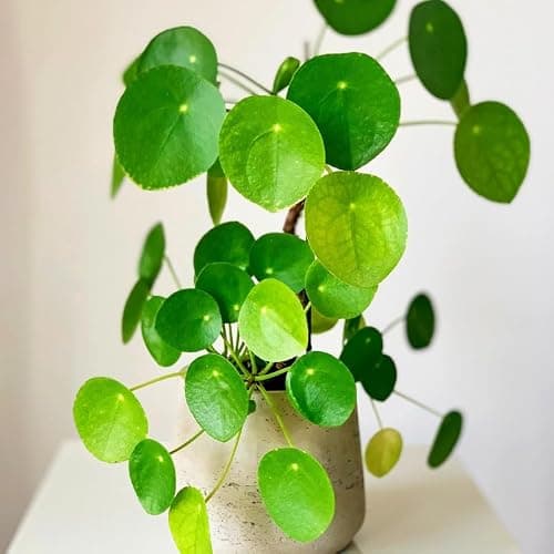 2 Money Plants Live, 5 to 7 Inc in Height, Pilea Peperomioides Plant Live, Money Live Plant thumbnail 5