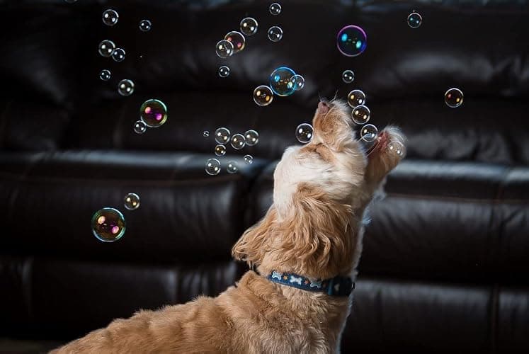 Puppy Love Bubbles, Peanut Butter Scented Bubbles 4oz. Bottle-2 Pack in Peanut Butter Flavor for Dogs thumbnail 5