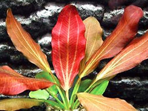 California Bundle - 25+ Stems / 6 Species Live Aquarium Plants Package thumbnail 2