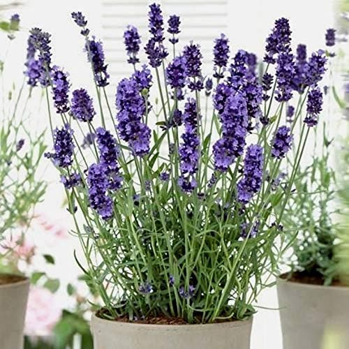 Lavender Seeds for Planting Herb Garden About 100 Seeds Spring or Fall Planting thumbnail 8