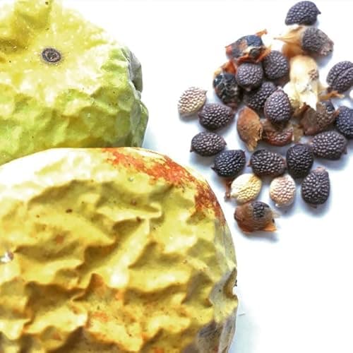Organic Passion Flower Seeds (Passiflora incarnata) 30 Seeds (1 Grams) - Passionflower, Maypop, Apricot Vine, Old Field Apricot Seeds for Planting by Smoke Camp Crafts thumbnail 3