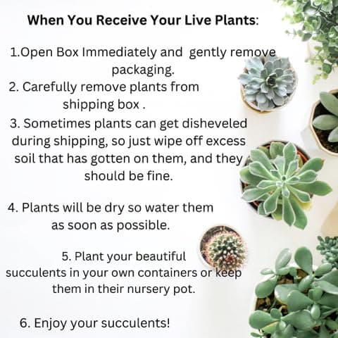 Live Trailing Mystery Succulent | Well Rooted Real Hanging Succulents Planted in 2 inch Pots | Assorted Small Starter Plants for DIY, Home Outdoor/Indoor Wedding or Birthday Gift (4 Pack) thumbnail 6