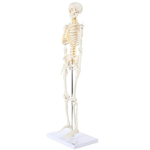 Axis Scientific Mini Human Skeleton Model with Metal Stand, 31" Tall with Removable Arms and Legs, Easy to Assemble, Includes Detailed Product Manual for Study thumbnail 8