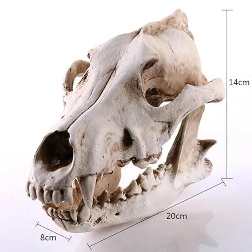 Resin Wolf Skull Wolf Skull Model Decoration Craft Film Props Collection Crafts Home Decoration Garden Decoration thumbnail 4