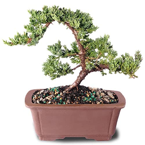Brussel's Bonsai DT7079GMJ, Green Outdoor Bonsai Tree, Mound Juniper, MEDIUM - Image 1