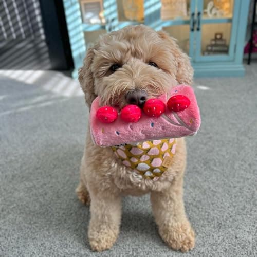 CHEWFFON Dog Enrichment Toys, Dog Puzzle Interactive Toy, Puppy Birthday Cake Toy for Boredom and Stimulating, Slow Feeding Snuffle Mat Crinkle Gift for Small and Medium Dogs thumbnail 7