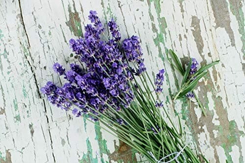 Lavender Seeds for Planting Herb Garden About 100 Seeds Spring or Fall Planting thumbnail 2