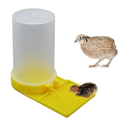 Baby Bird Button Quail Yellow Water Feeder - Image 1