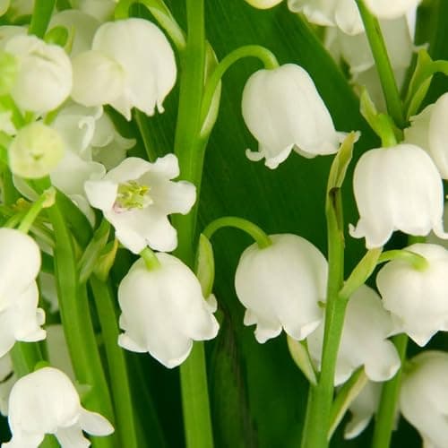 10 Lilies of The Valley Bulbs, Lily of The Valley Bulbs, Lily of The Valley Bulbs for Planting, Prennial Flower Bulbs thumbnail 4
