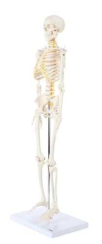 Axis Scientific Mini Human Skeleton Model with Metal Stand, 31" Tall with Removable Arms and Legs, Easy to Assemble, Includes Detailed Product Manual for Study thumbnail 3
