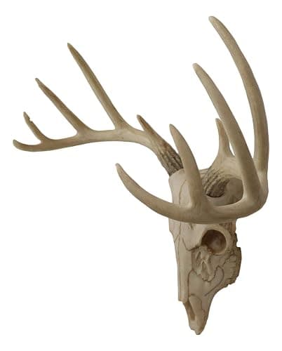 Ebros Gift Rustic Hunter Deer 10 Point Buck Skull Trophy Antlers Wall Mounted Plaque Decor Figurine 14.25" Long Hunter's Antler Rack Theme Deer Buck Hunting Skulls Trophies Hanging Sculpture thumbnail 5