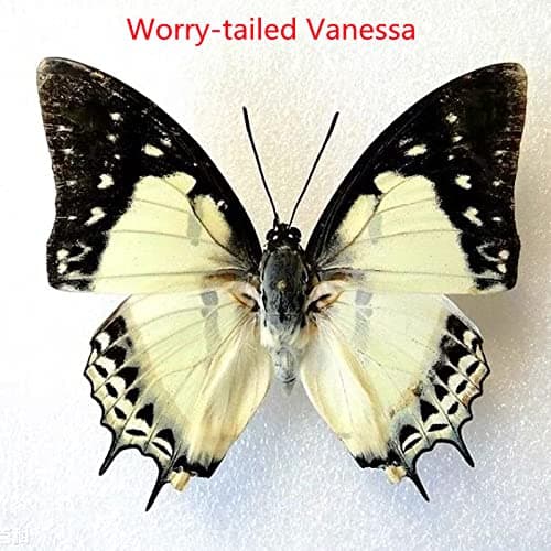 BigBigMe 10Pcs Natural Unmounted Rhopalocera/Le Papillon/Butterfly Specimen Artwork Material Decor, Taxidermy Animals for Kids Family thumbnail 5