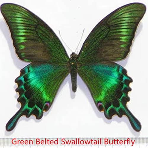 BigBigMe 10Pcs Natural Unmounted Rhopalocera/Le Papillon/Butterfly Specimen Artwork Material Decor, Taxidermy Animals for Kids Family thumbnail 2