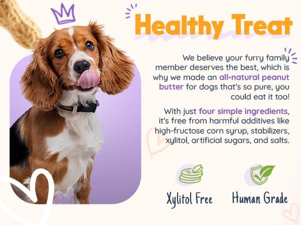 BUDDY BUDDER Barkin Banana + Pumpkin Pup, 100% All Natural Dog Peanut Butter, Peanut Butter Dog Treat, Made in USA (Set of 2 | 17oz ea) thumbnail 8