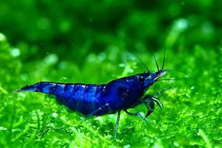 Las Vegas Exotic Fish™ 20 High Grade Blue Dream Shrimps Neocaridina Live Freshwater Shrimp Aquarium Inverts (Live Guarantee or Replacemnt is Free) - Image 1