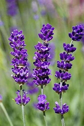 Lavender Seeds for Planting Herb Garden About 100 Seeds Spring or Fall Planting thumbnail 6
